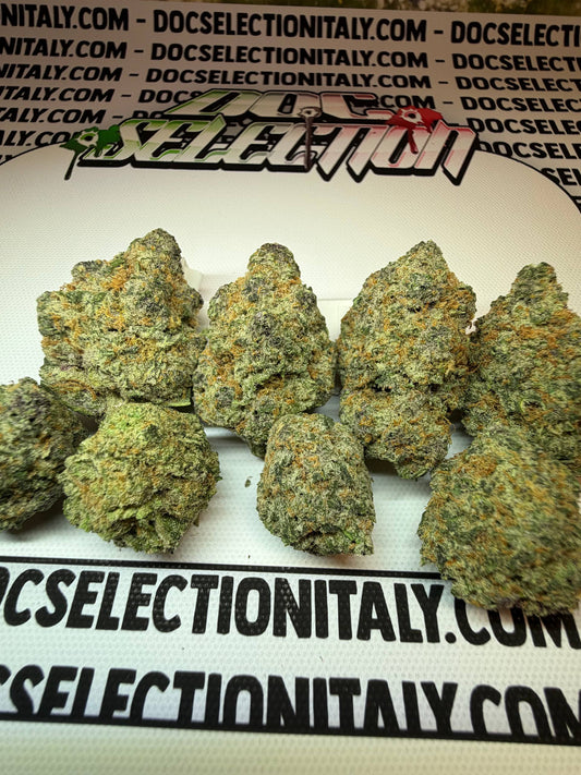 CHERRY BOOF - Cali Imported Bufalo Plein